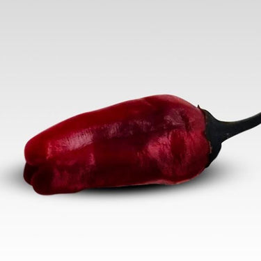 Black Scorpion Tongue Pepper Seeds - The Pepper Pantry (Formerly Marie Sharp's)